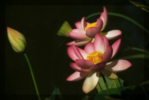 Lotosblume / Lotos flower