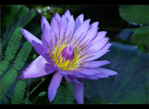 Seerose / Waterlily
