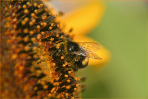 Bumblebee / Hummel