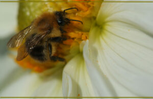 Bumblebee / Hummel